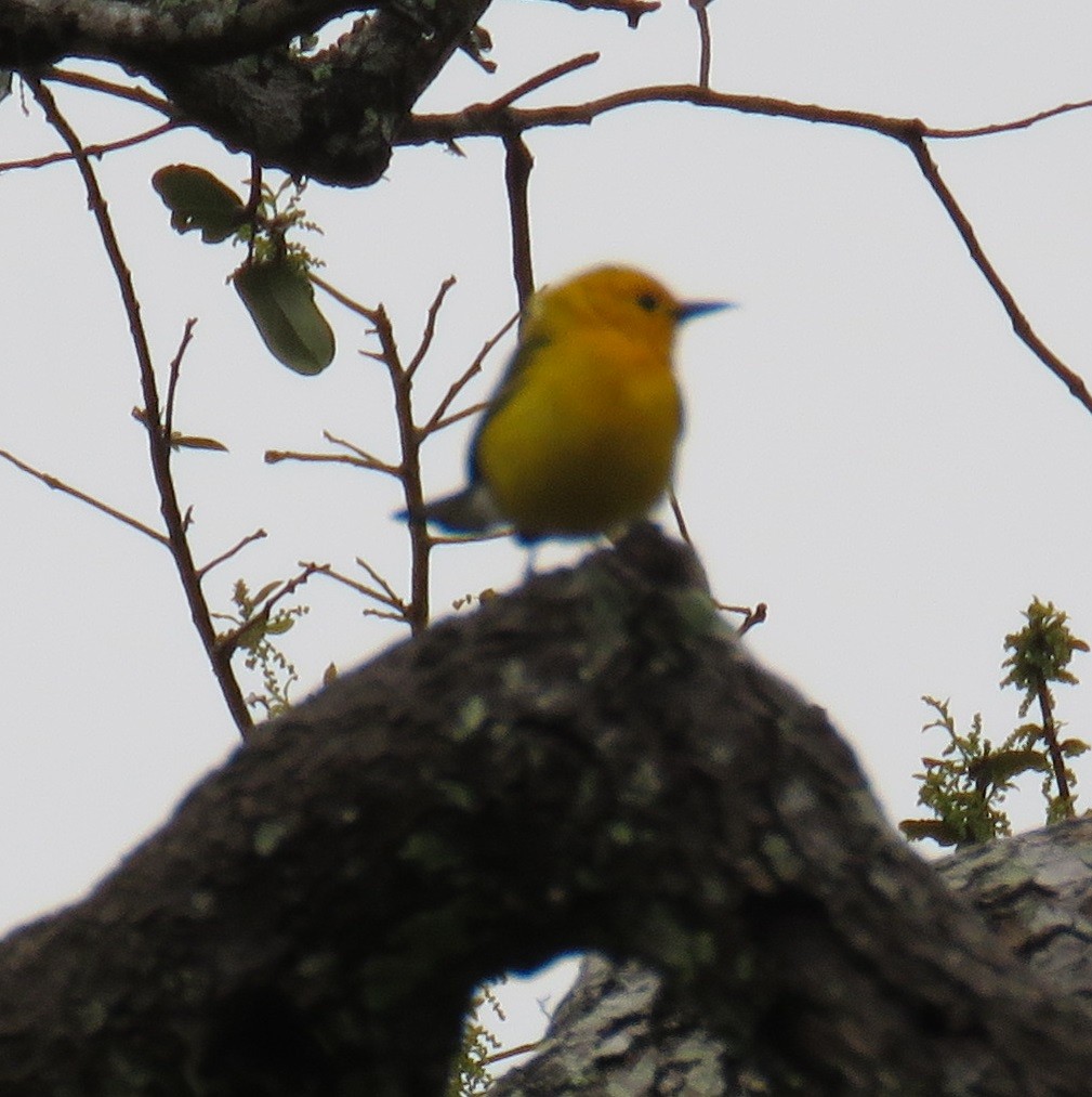 Prothonotary Warbler - ML148991981