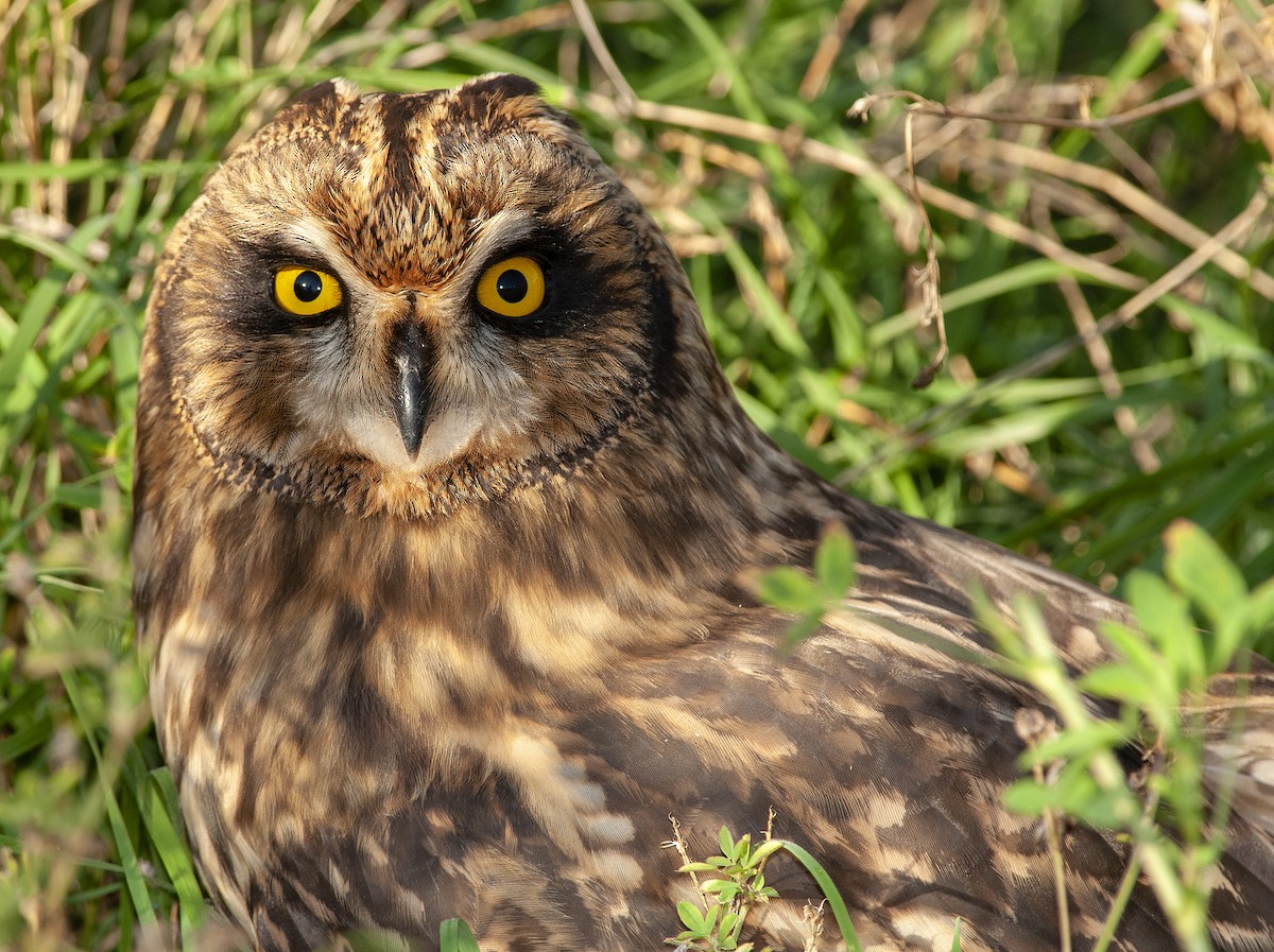 Short-eared Owl - ML148992231