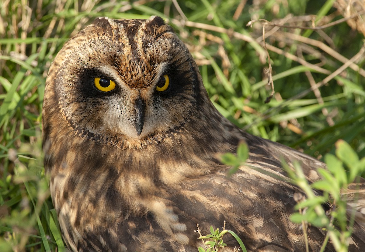 Short-eared Owl - ML148992491