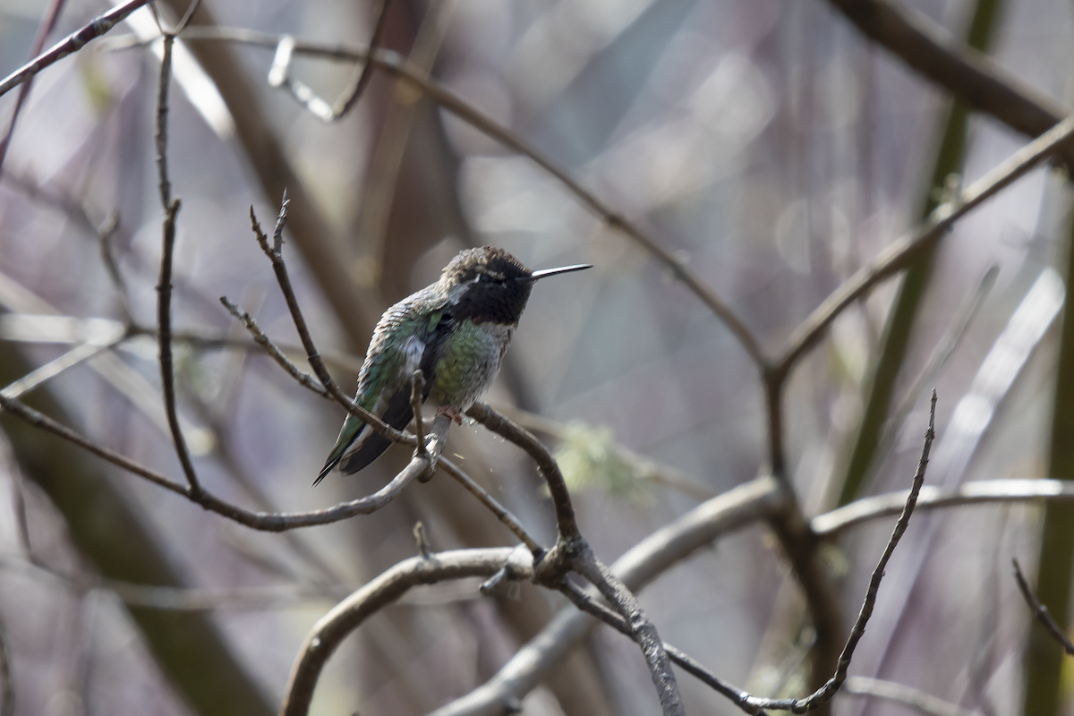 Anna's Hummingbird - ML148993151