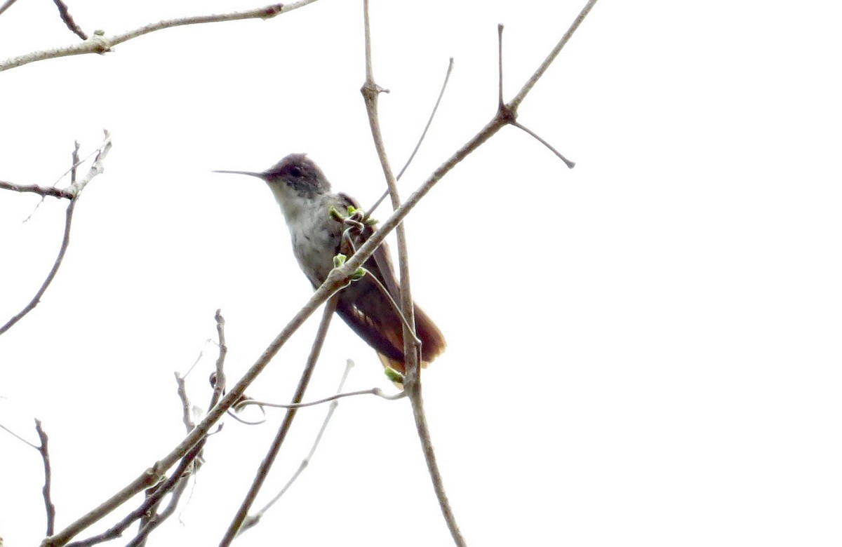 Azure-crowned Hummingbird (Azure-crowned) - ML148993551