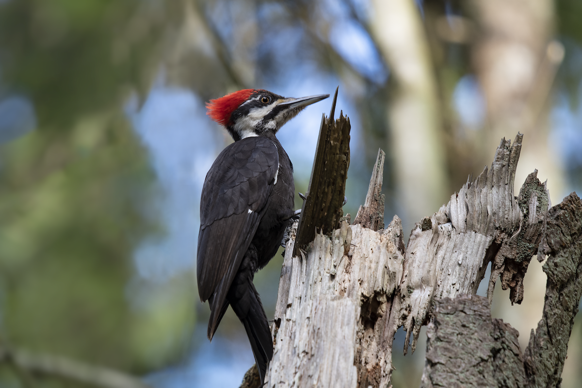 Pileated Woodpecker - ML148994541