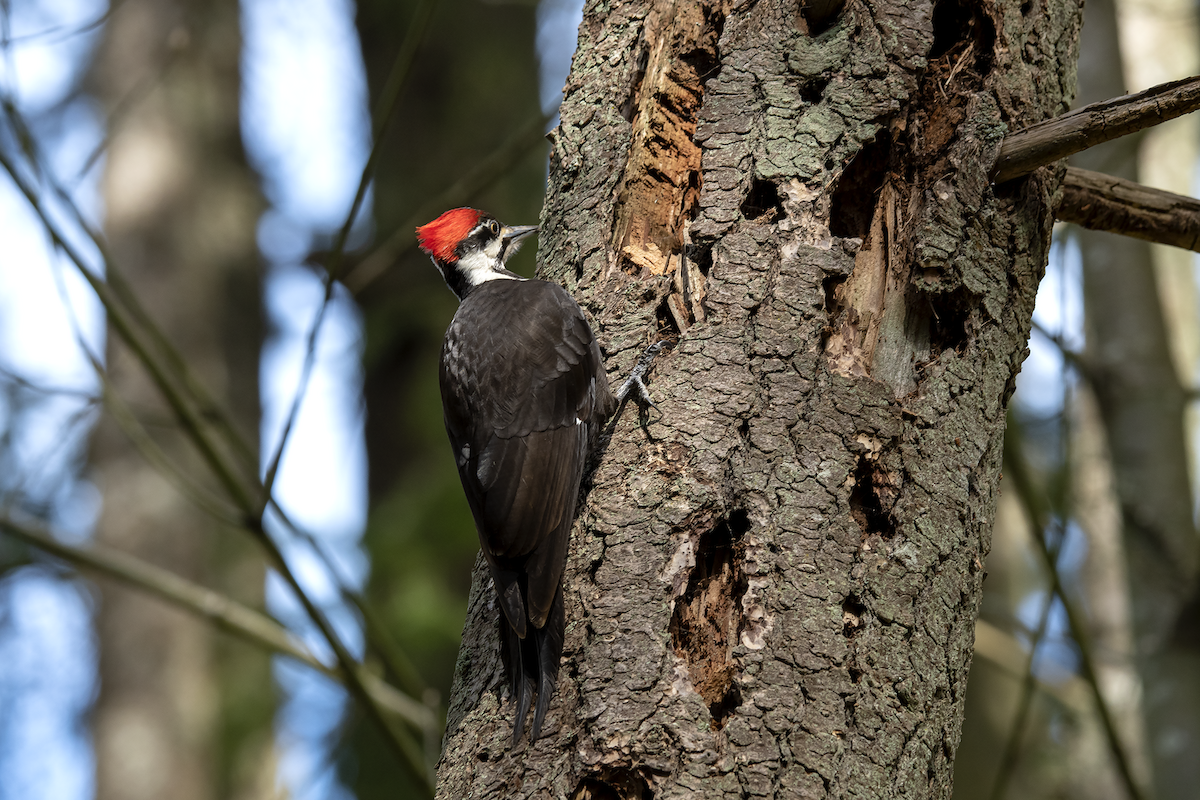 Pileated Woodpecker - ML148994551