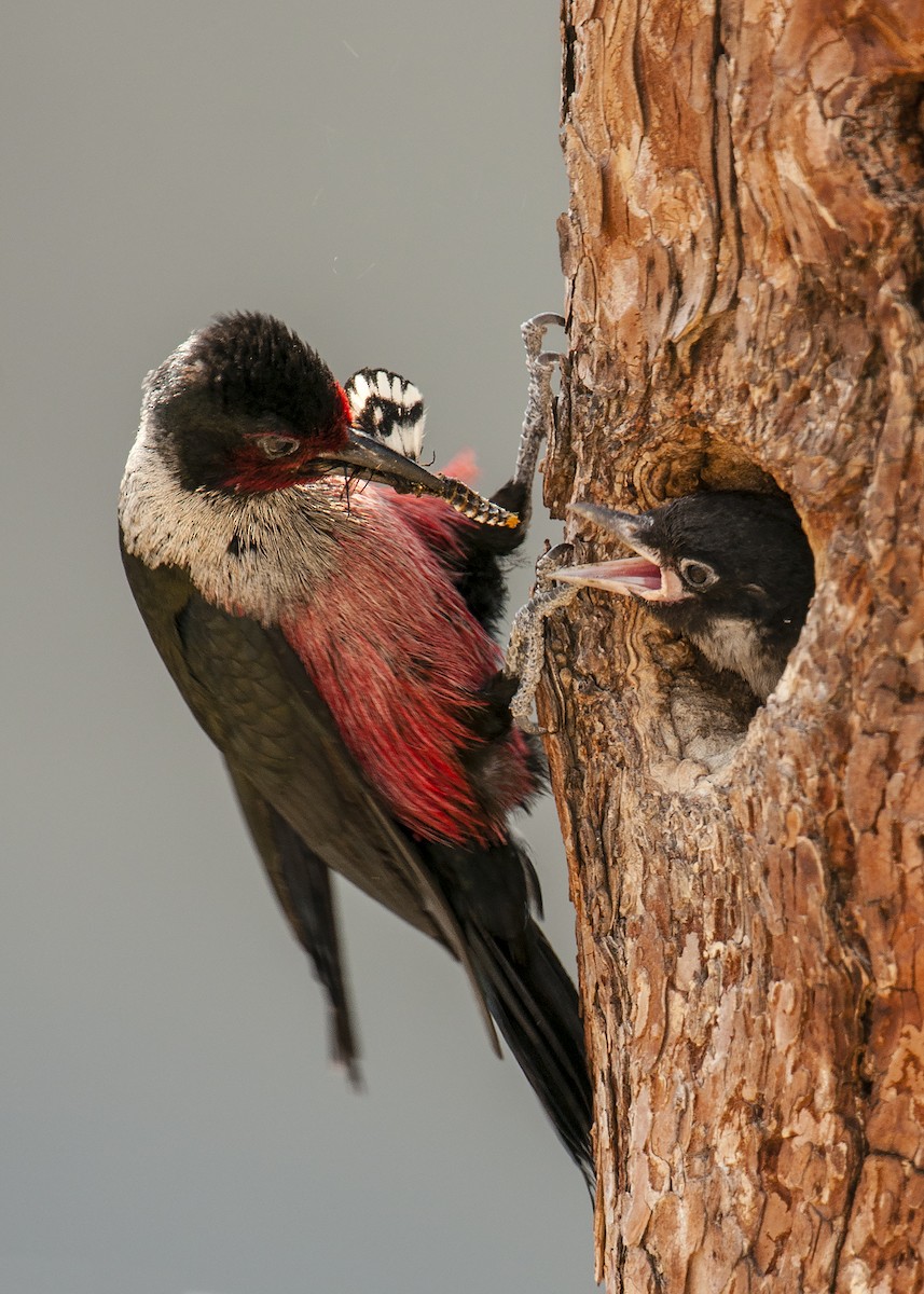 Lewis's Woodpecker - Ian Routley