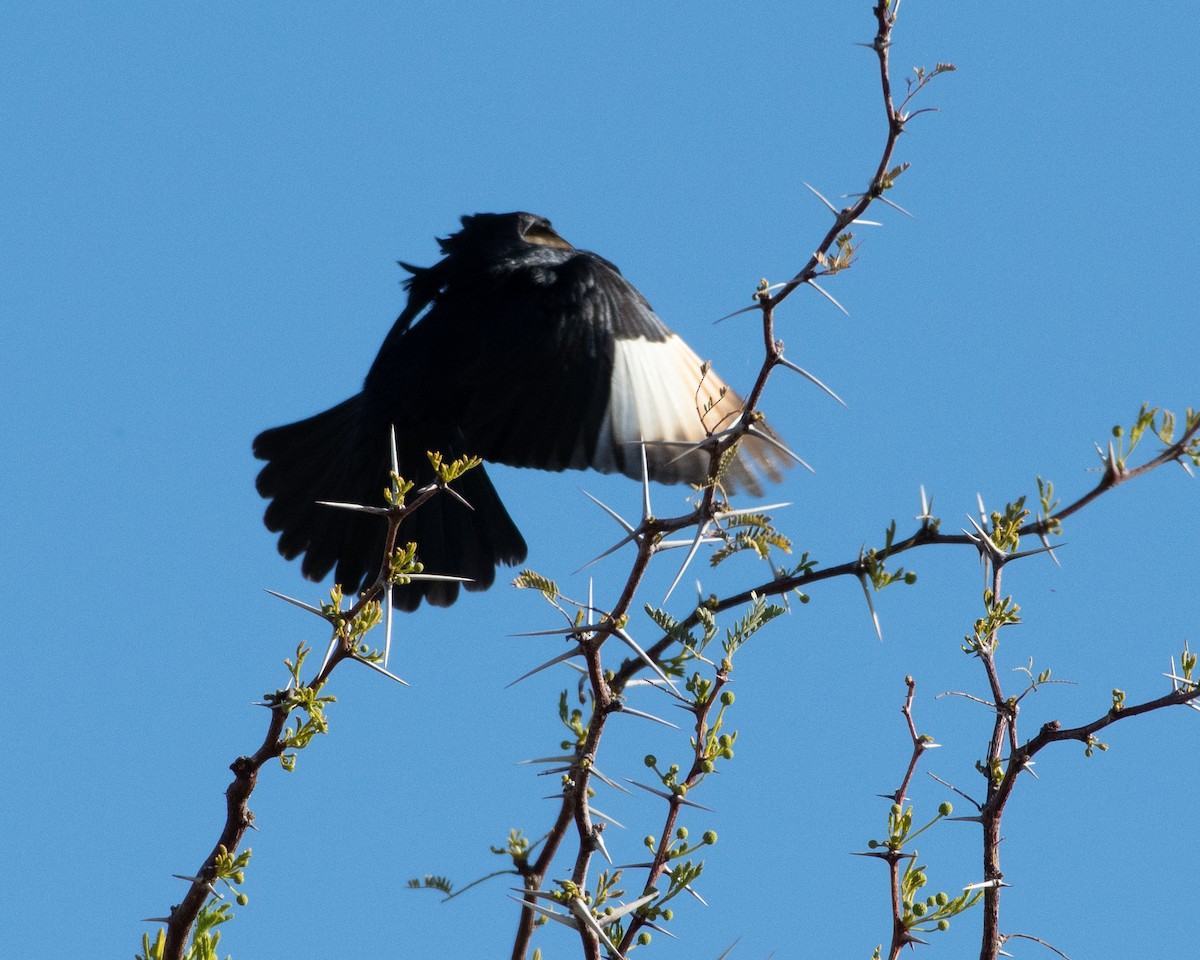 Pale-winged Starling - ML148996811