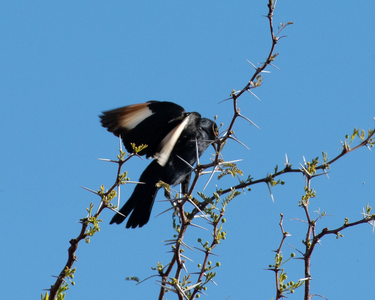 Pale-winged Starling - ML148996831