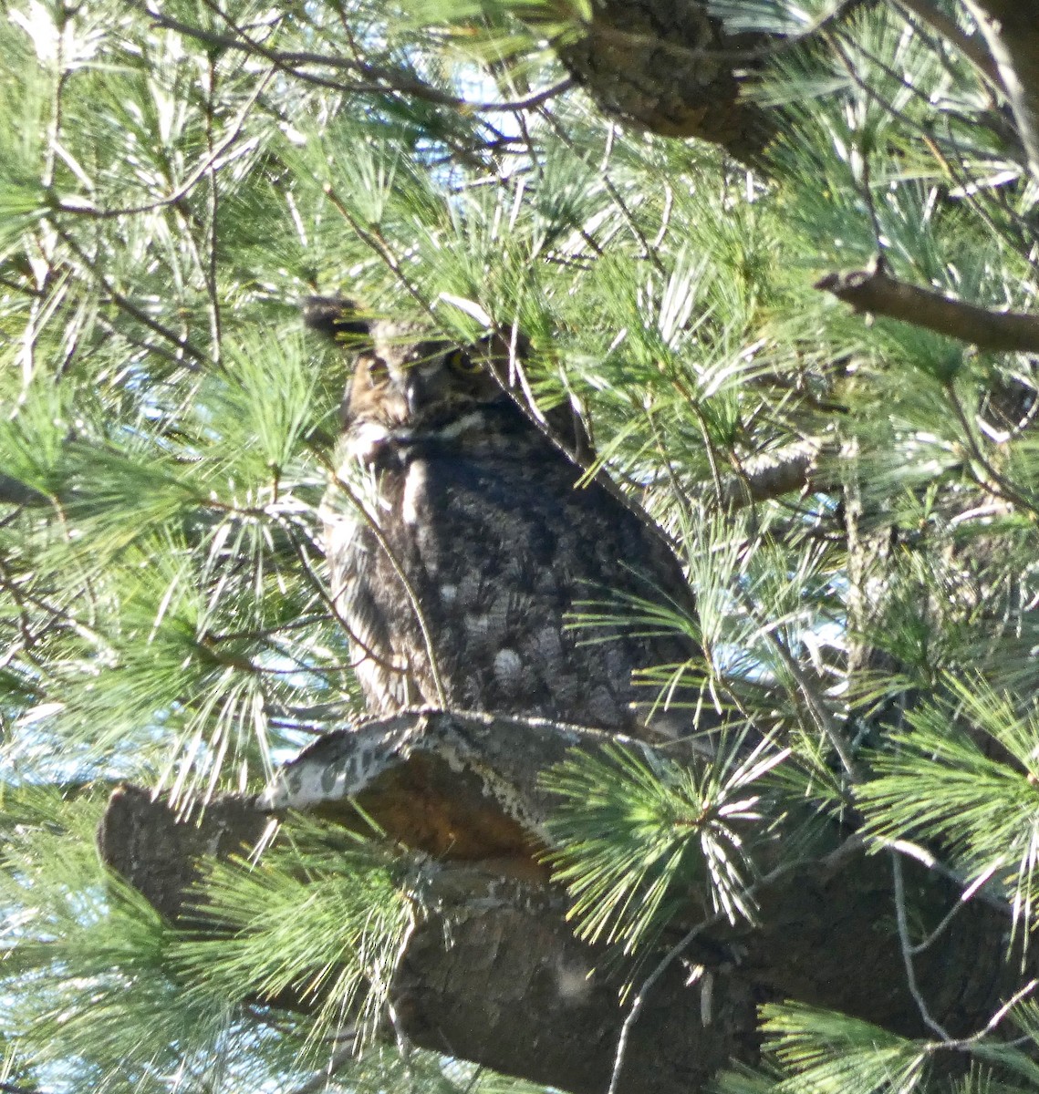 Great Horned Owl - ML148996981