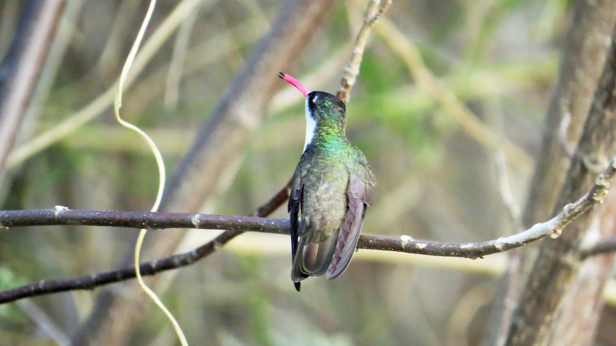 Green-fronted Hummingbird (Green-fronted) - Nic Korte