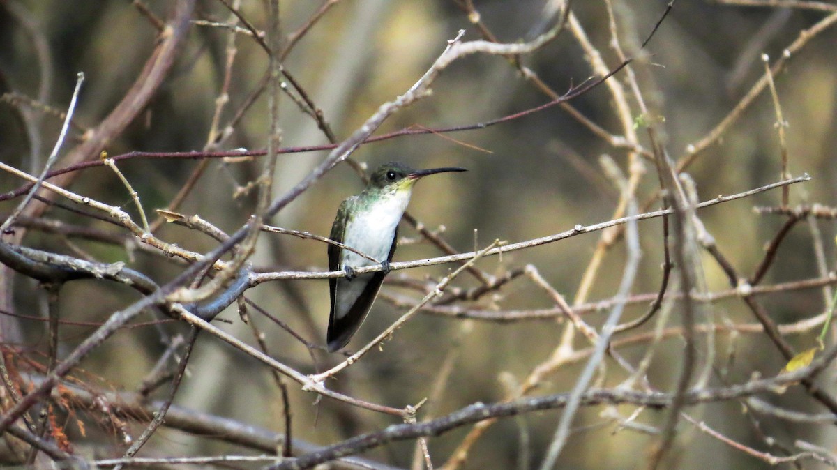 Green-fronted Hummingbird (Green-fronted) - Nic Korte