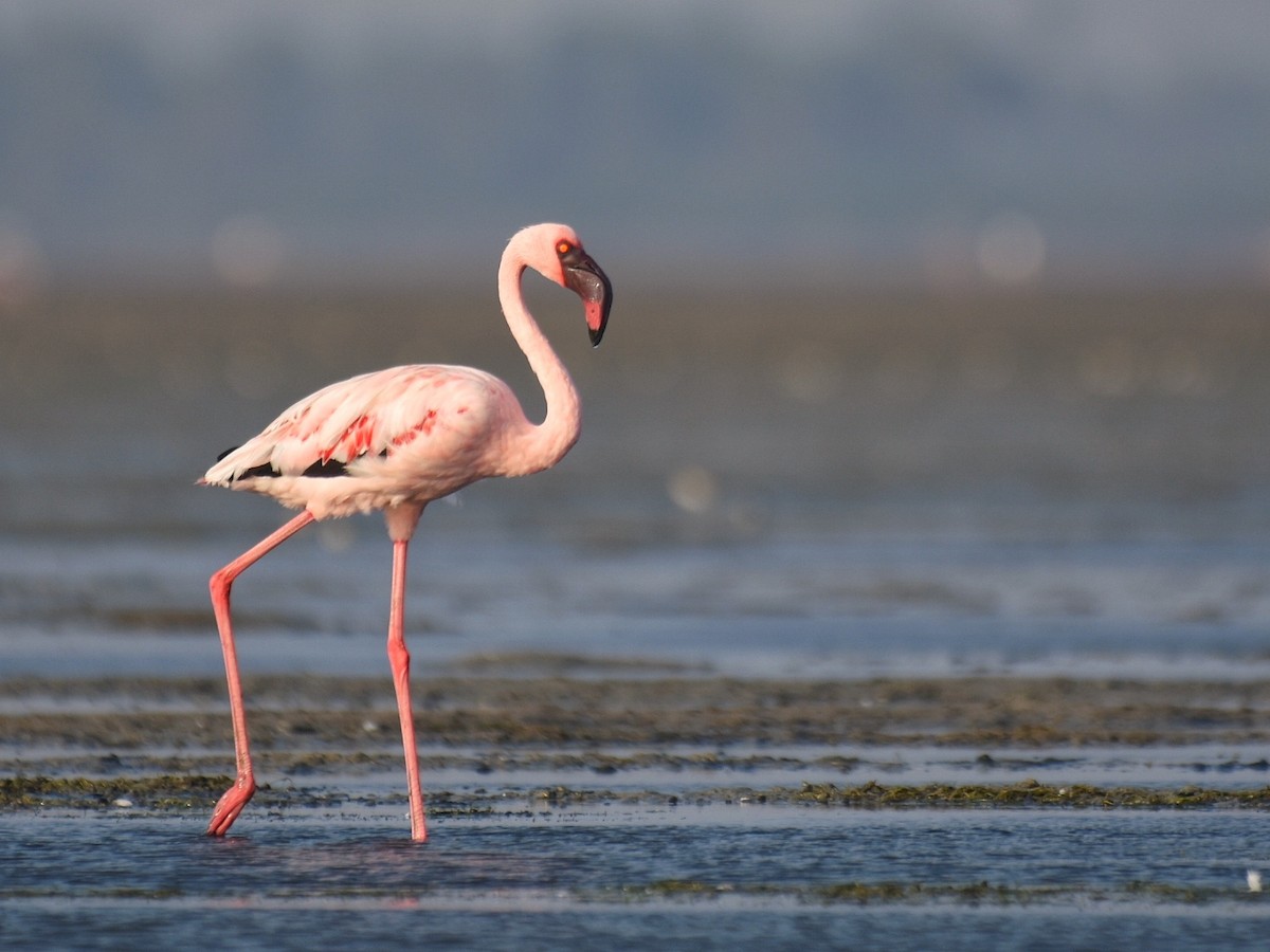 Lesser Flamingo - ML148997861