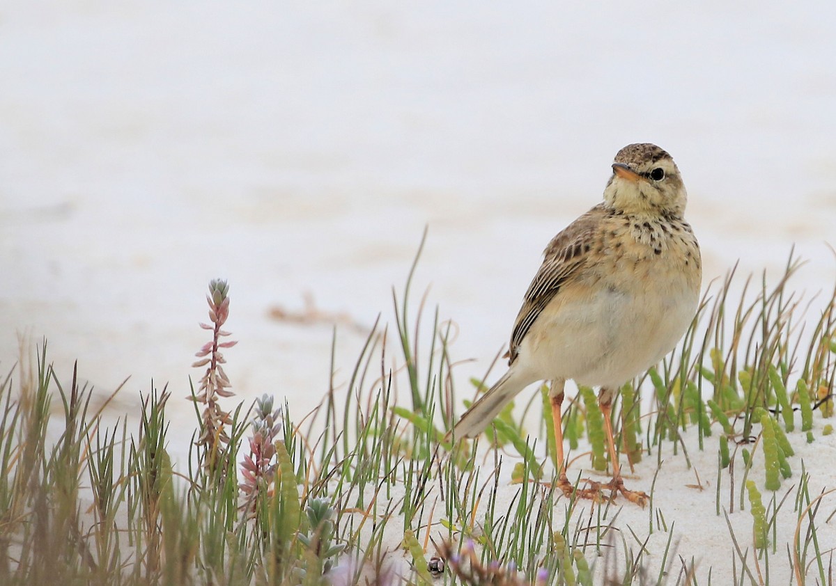 African Pipit - ML149000071