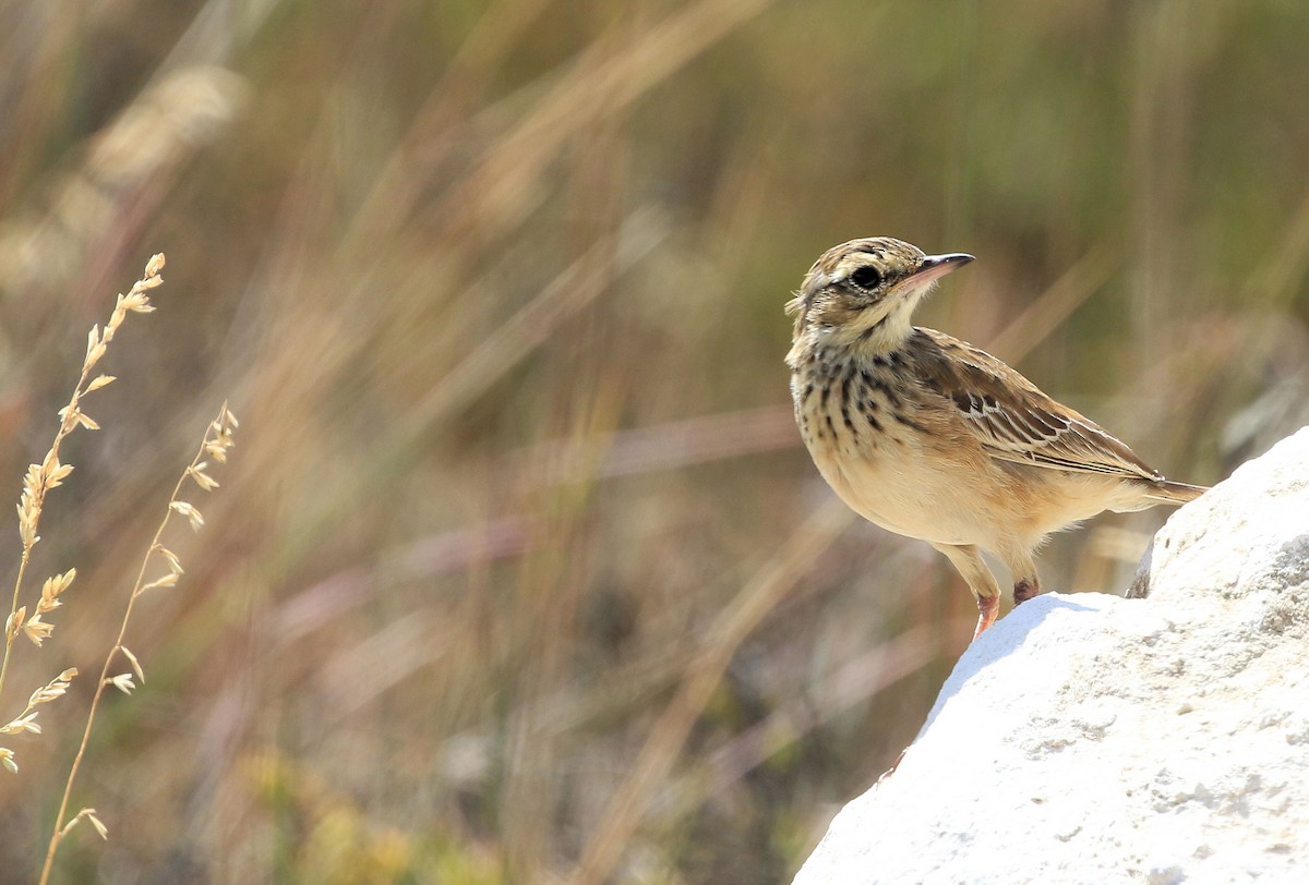 African Pipit - ML149000091