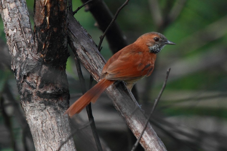 Hoary-throated Spinetail - Fabio Olmos