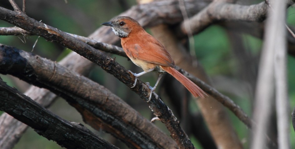 Hoary-throated Spinetail - ML149003681