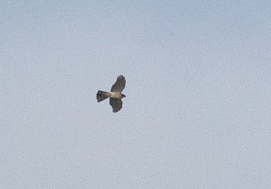 Eurasian Sparrowhawk - ML149007121