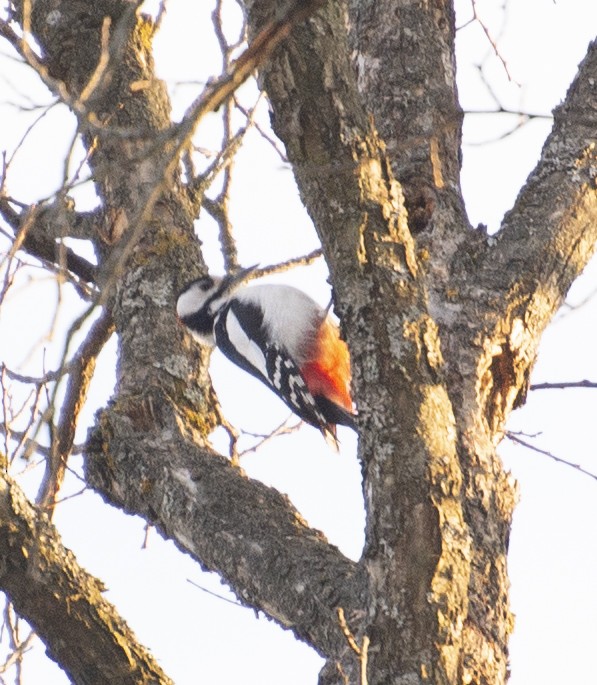 Great Spotted Woodpecker - ML149007281