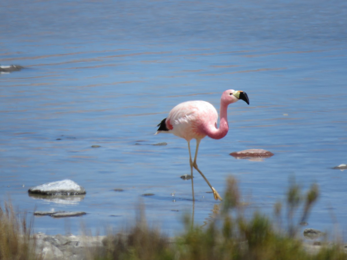 Andean Flamingo - Kim Wylie