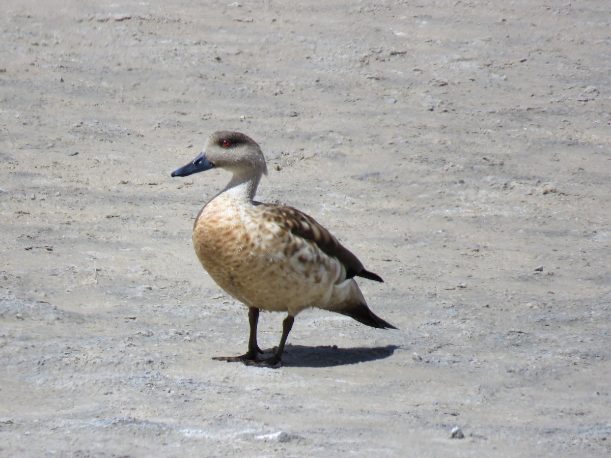 Crested Duck - Kim Wylie