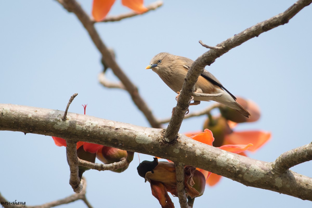 Chestnut-tailed Starling - You-Sheng Lin