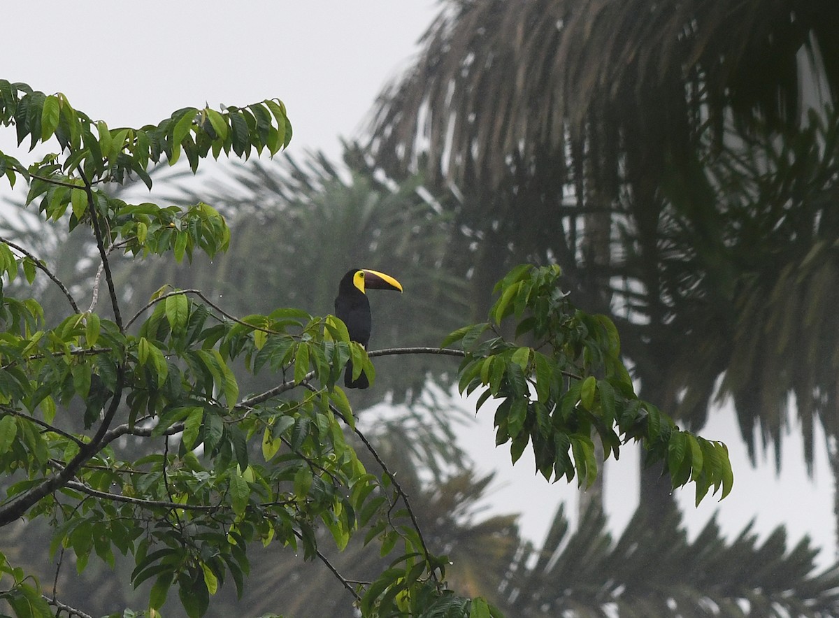 Yellow-throated Toucan (Chestnut-mandibled) - Joshua Vandermeulen