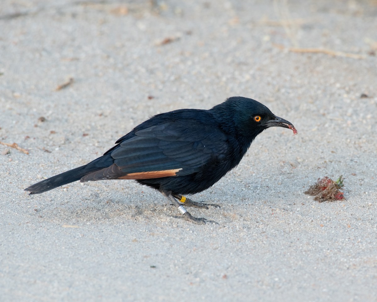 Pale-winged Starling - ML149016981