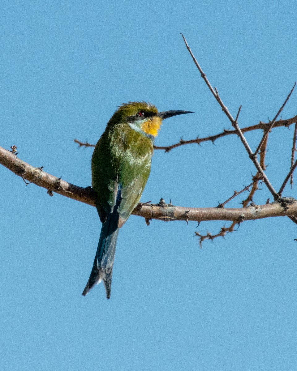 Swallow-tailed Bee-eater - ML149017621