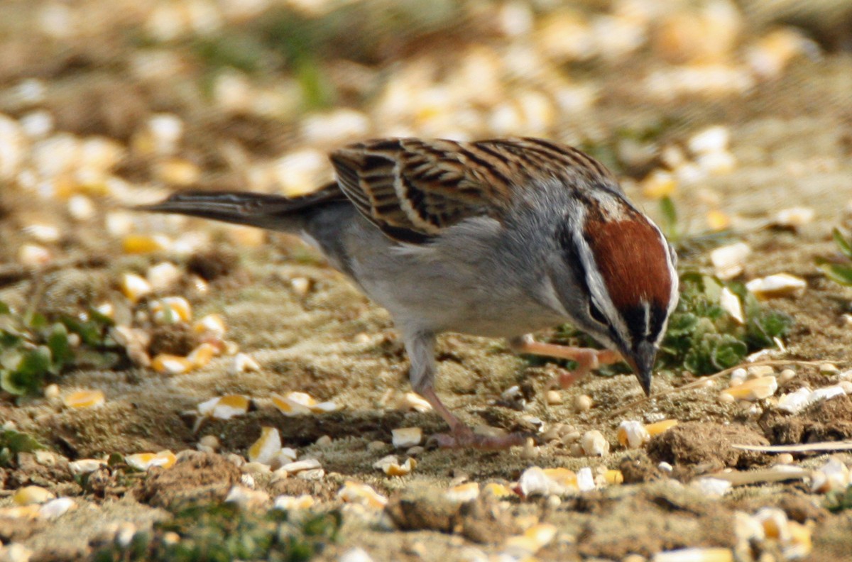 Chipping Sparrow - Gerald Teig