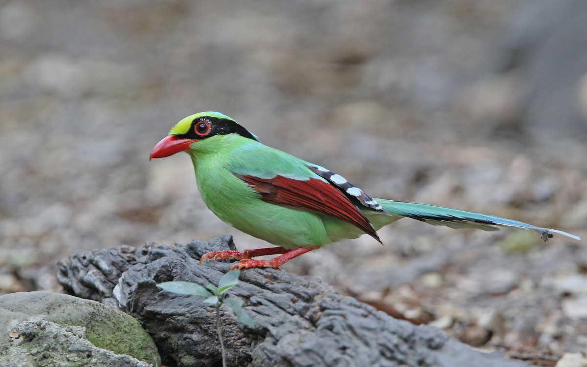 Common Green-Magpie - Christoph Moning