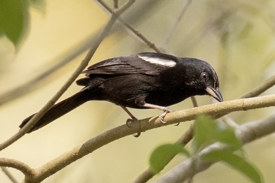 White-shouldered Tanager - ML149020851