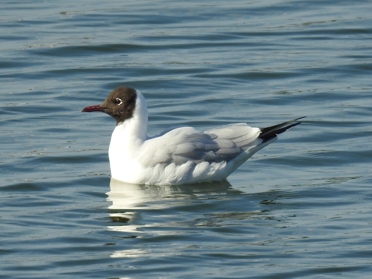 Black-headed Gull - ML149022791