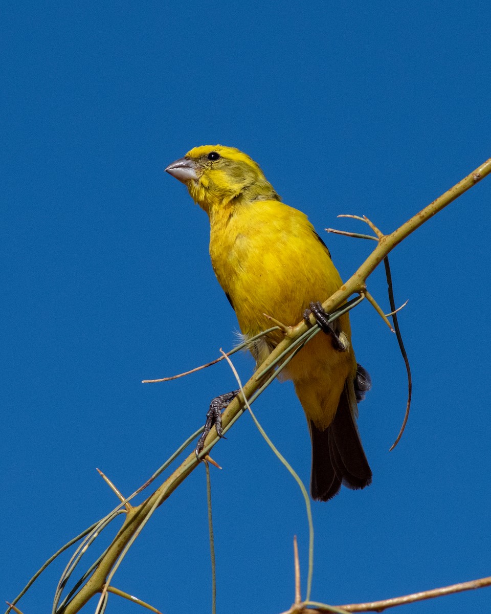 Yellow Canary - Hank Davis