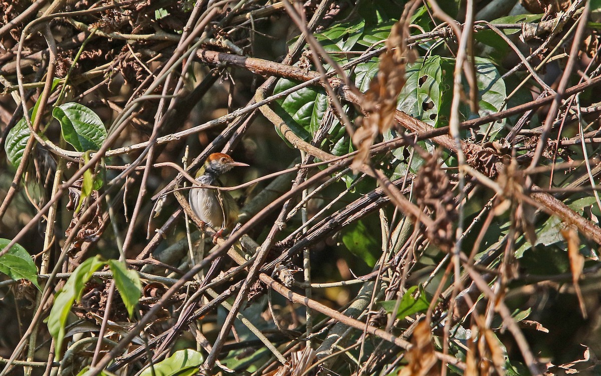 Dark-necked Tailorbird - ML149028281