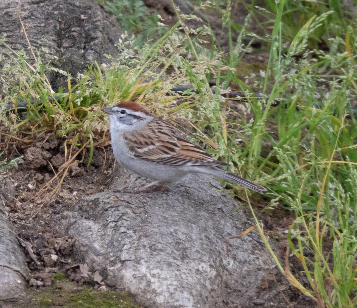 Chipping Sparrow - ML149029461