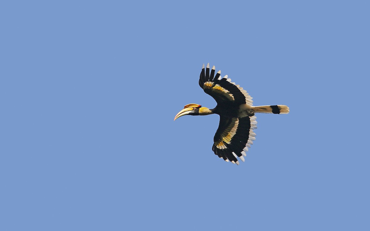 Great Hornbill - Christoph Moning