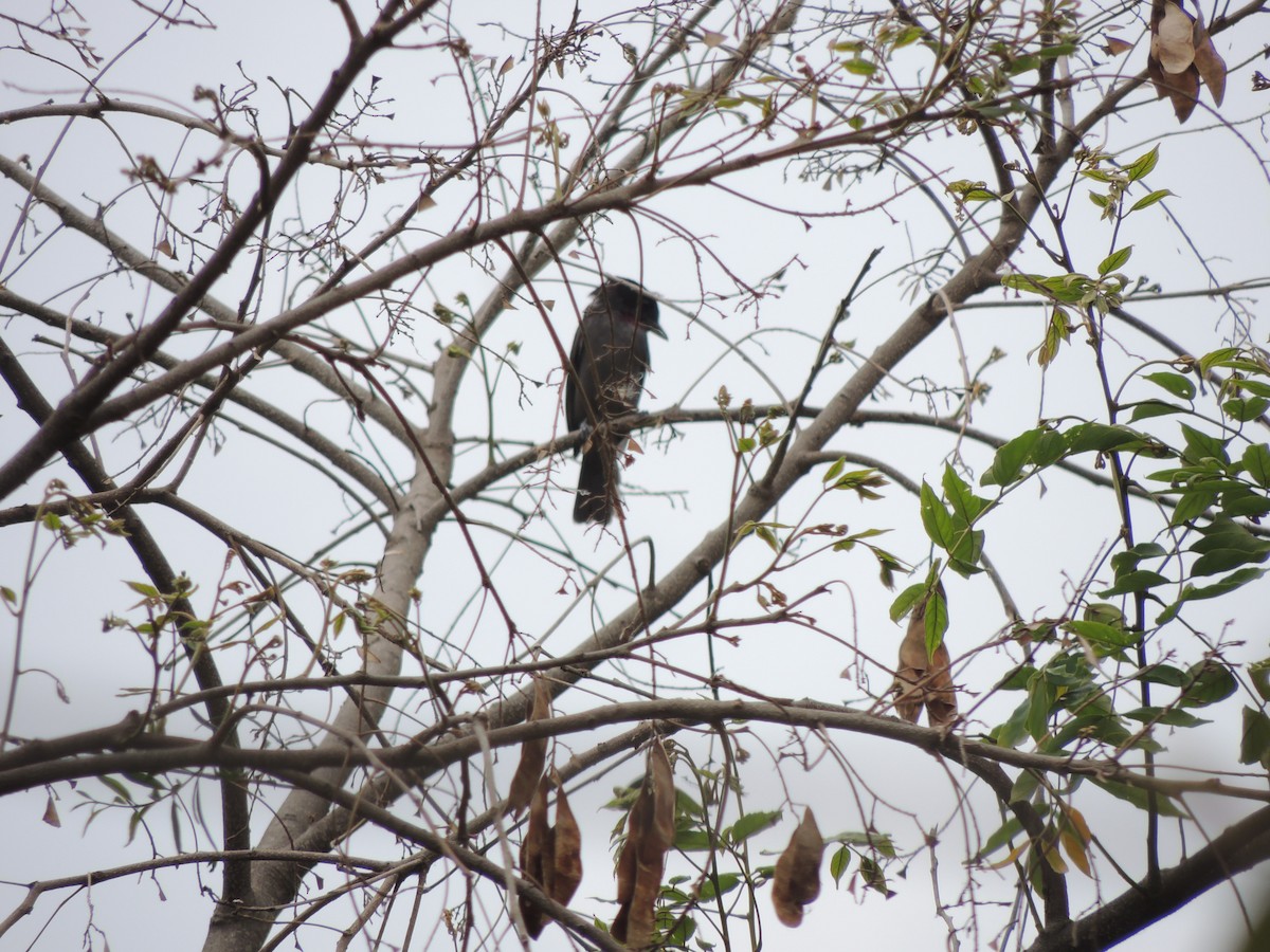 Rose-throated Becard - Pablo Chumil Birding Guatemala