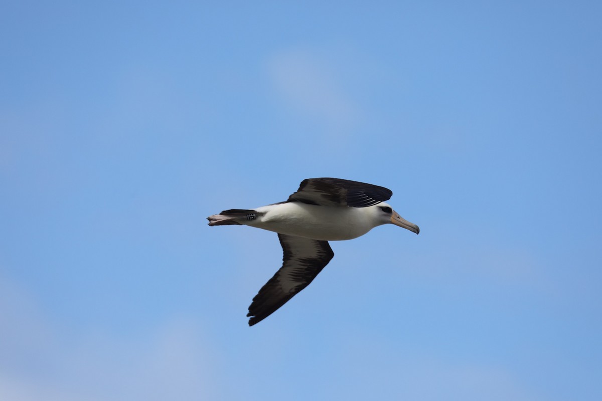 Laysan Albatross - Howard Patterson