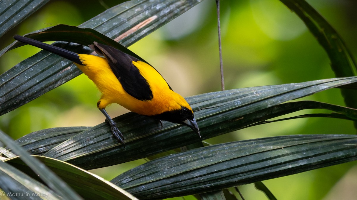 Yellow-backed Oriole - Mathurin Malby