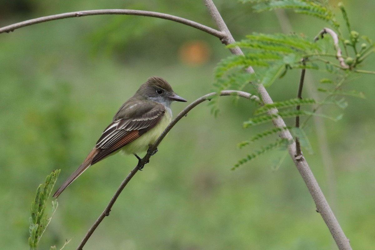 Great Crested Flycatcher - Peggy Rudman