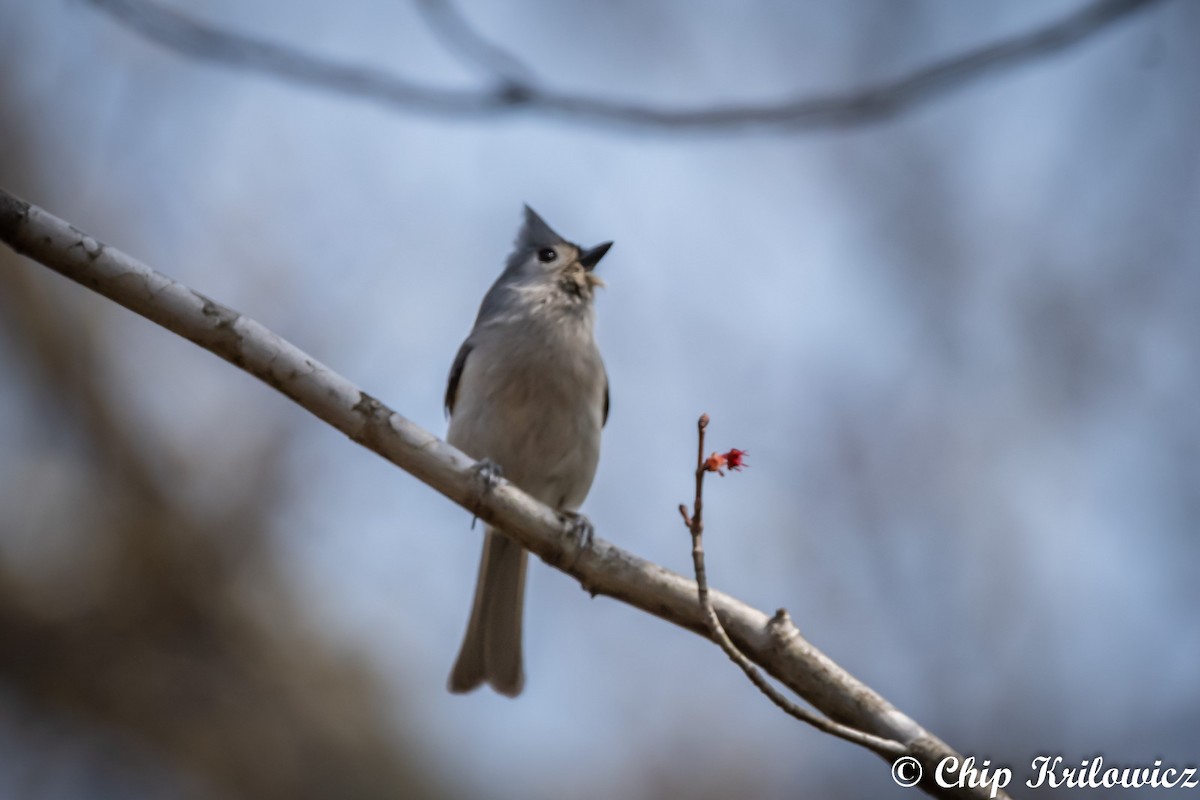 Tufted Titmouse - Chip Krilowicz