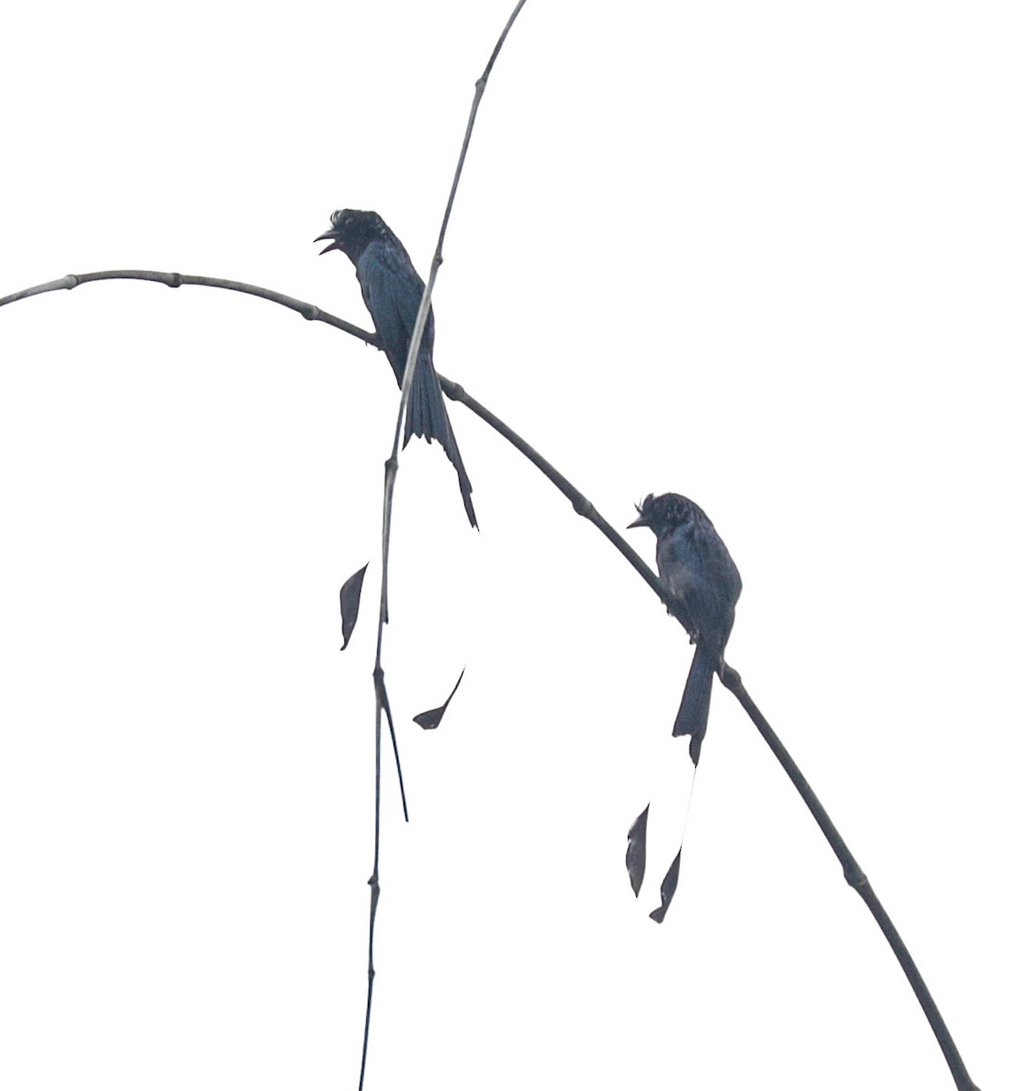 Greater Racket-tailed Drongo - ML149038271