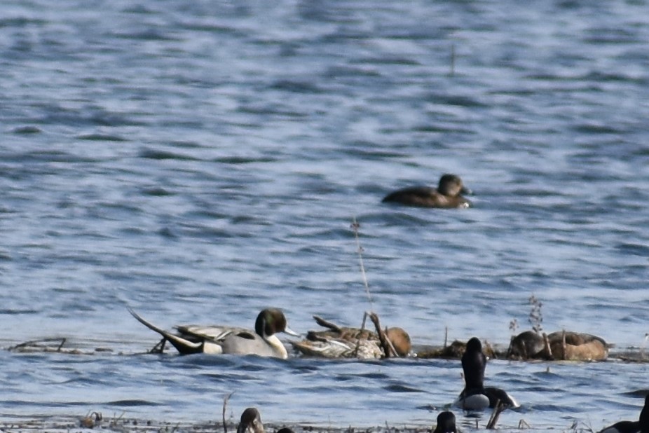 Northern Pintail - Terry Bohling