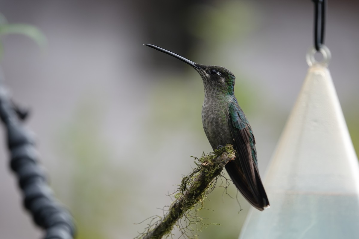Talamanca Hummingbird - Lonnie Somer