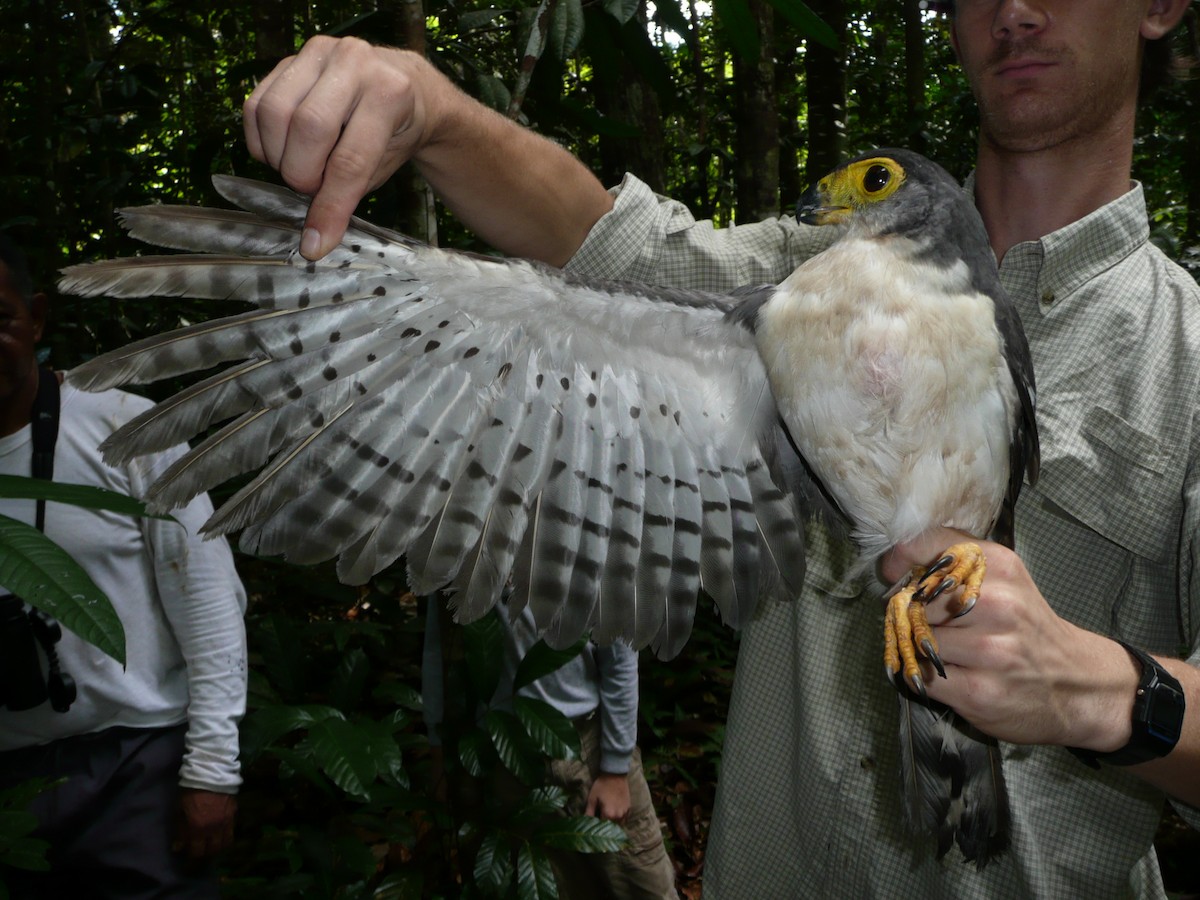 Slaty-backed Forest-Falcon - Phil Stouffer