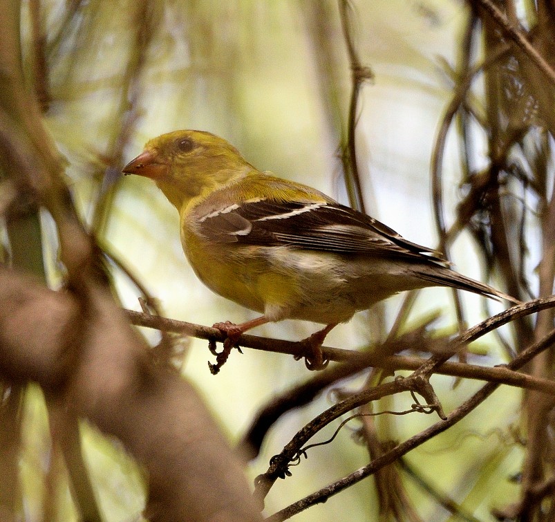 American Goldfinch - Arun Prabhu