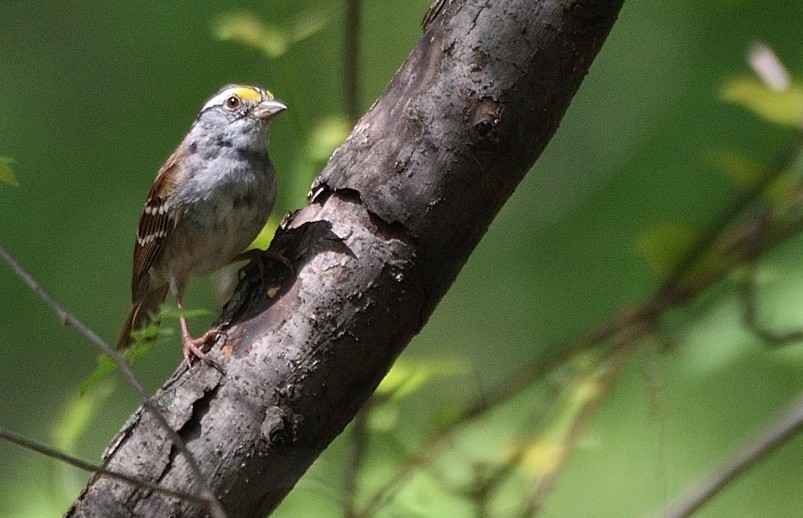 White-throated Sparrow - Arun Prabhu