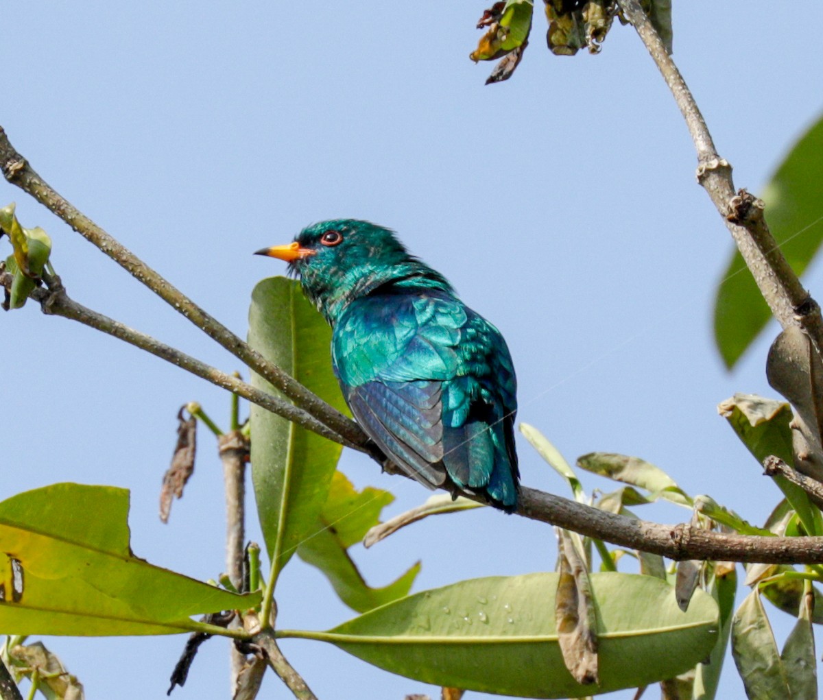 Asian Emerald Cuckoo - Susan Mac