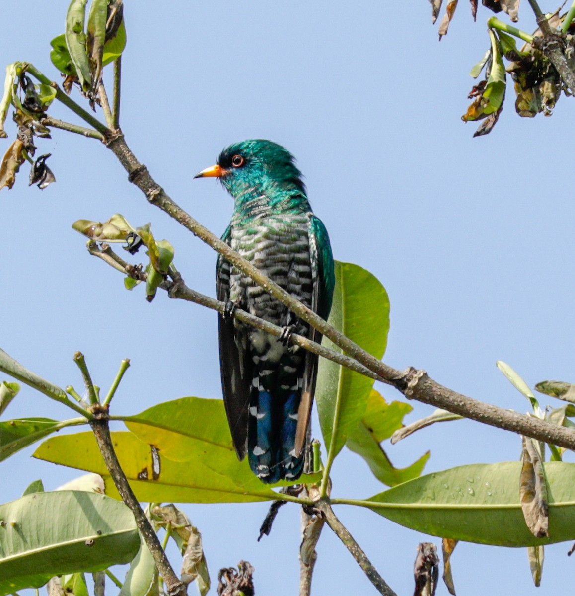 Asian Emerald Cuckoo - ML149042061