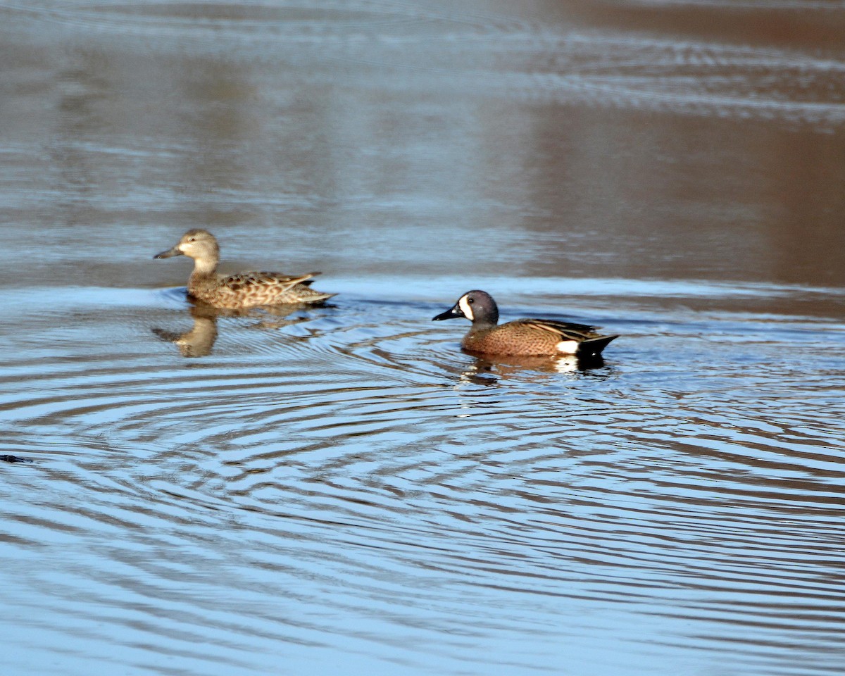 Blue-winged Teal - ML149043091