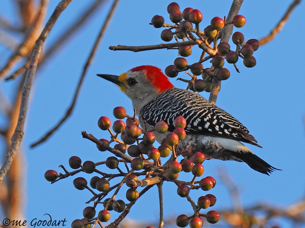 Yucatan Woodpecker - Mary Goodart