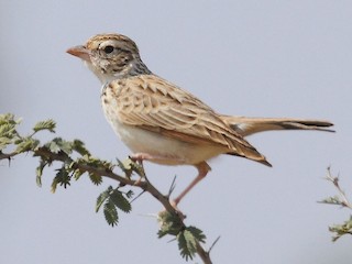  - Indian Bushlark